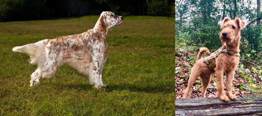 Irish Terrier vs English Setter - Breed Comparison
