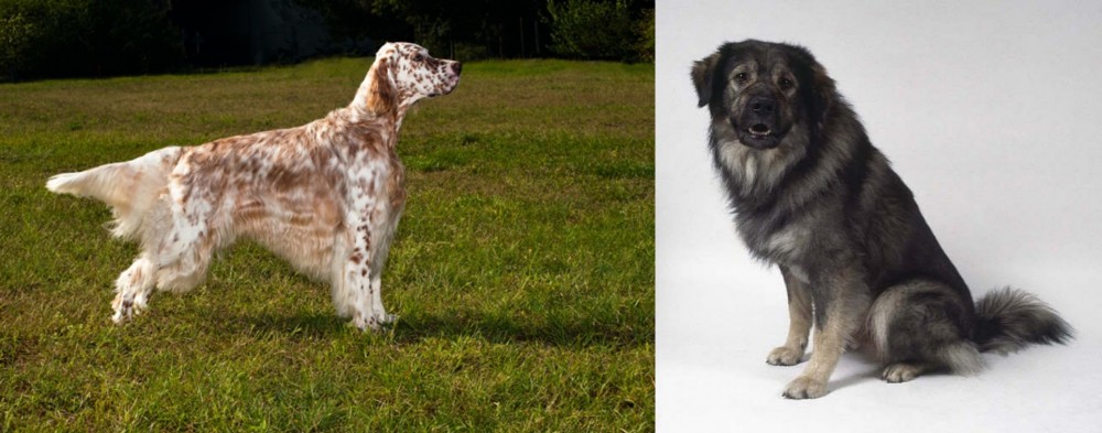 Istrian Sheepdog vs English Setter - Breed Comparison