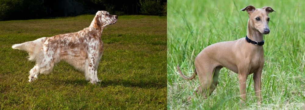 Italian Greyhound vs English Setter - Breed Comparison