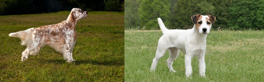 Jack Russell Terrier vs English Setter - Breed Comparison