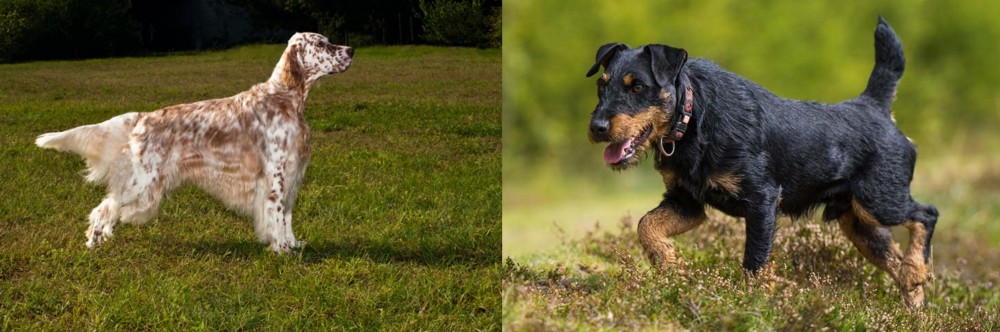Jagdterrier vs English Setter - Breed Comparison