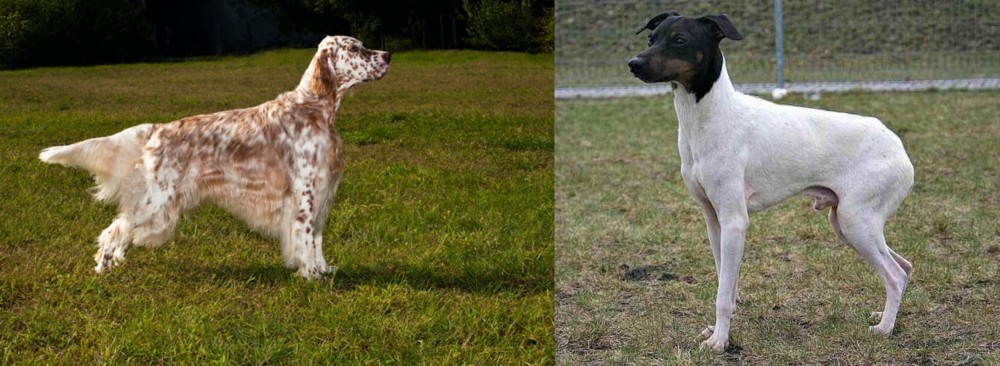 Japanese Terrier vs English Setter - Breed Comparison