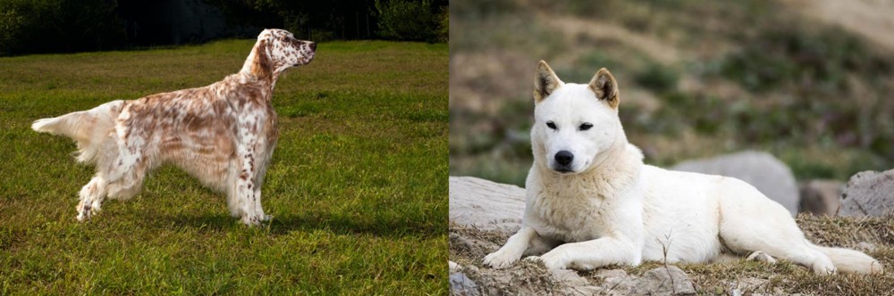 Jindo vs English Setter - Breed Comparison