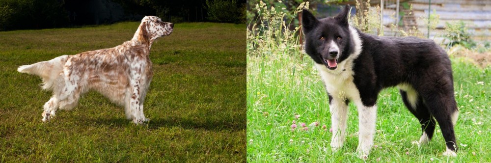 Karelian Bear Dog vs English Setter - Breed Comparison