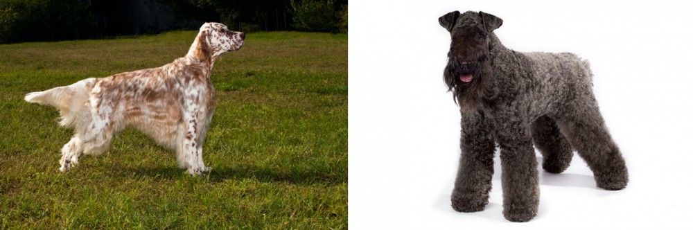 Kerry Blue Terrier vs English Setter - Breed Comparison