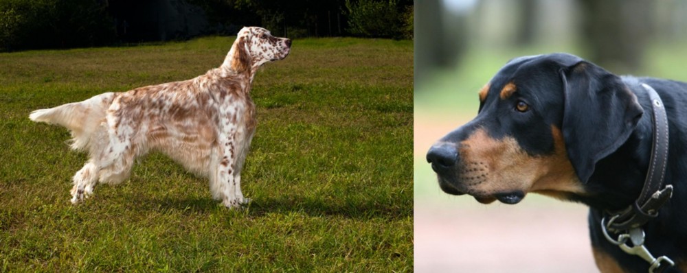 Lithuanian Hound vs English Setter - Breed Comparison
