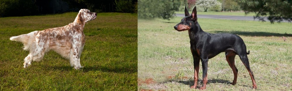 Manchester Terrier vs English Setter - Breed Comparison