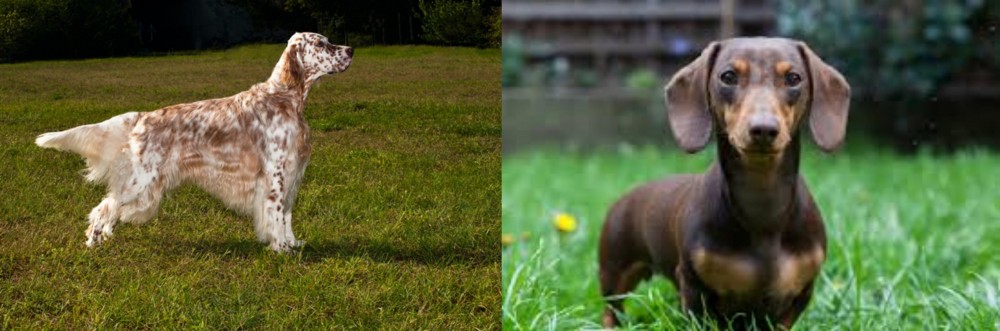 Miniature Dachshund vs English Setter - Breed Comparison