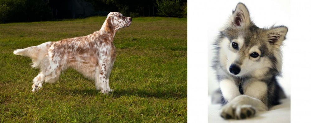 Miniature Siberian Husky vs English Setter - Breed Comparison