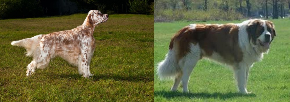 Moscow Watchdog vs English Setter - Breed Comparison