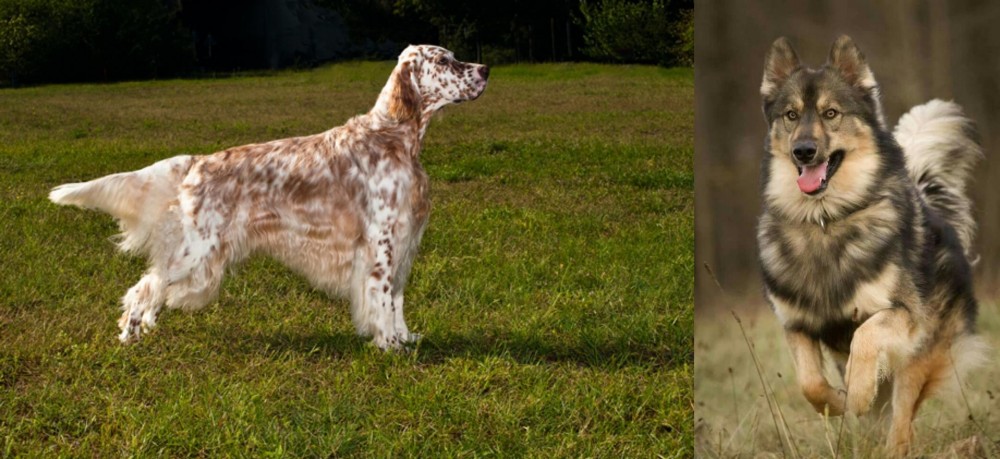 Native American Indian Dog vs English Setter - Breed Comparison
