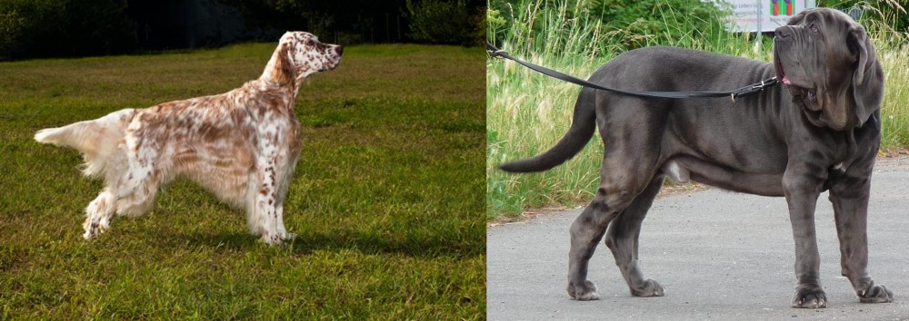 Neapolitan Mastiff vs English Setter - Breed Comparison