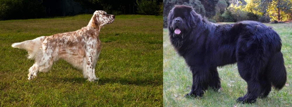 Newfoundland Dog vs English Setter - Breed Comparison