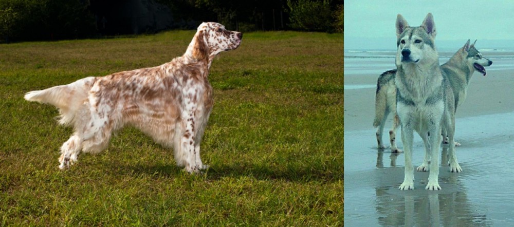 Northern Inuit Dog vs English Setter - Breed Comparison