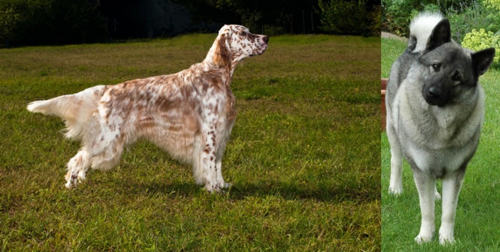 Norwegian Elkhound vs English Setter - Breed Comparison