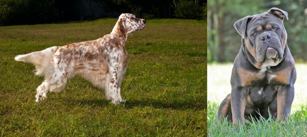 Olde English Bulldogge vs English Setter - Breed Comparison