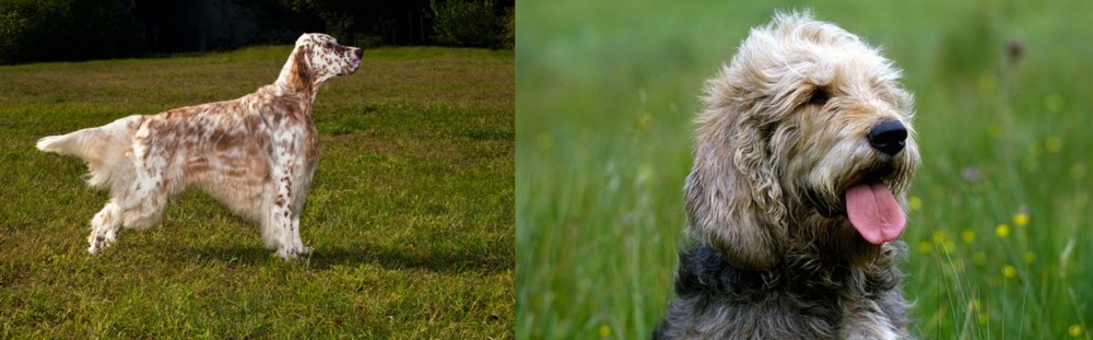 Otterhound vs English Setter - Breed Comparison