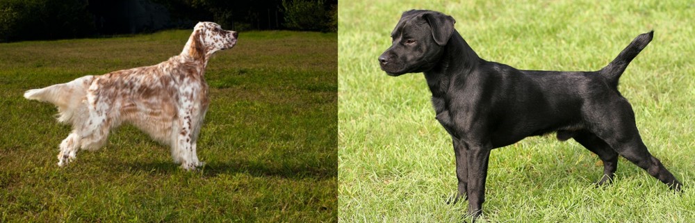 Patterdale Terrier vs English Setter - Breed Comparison