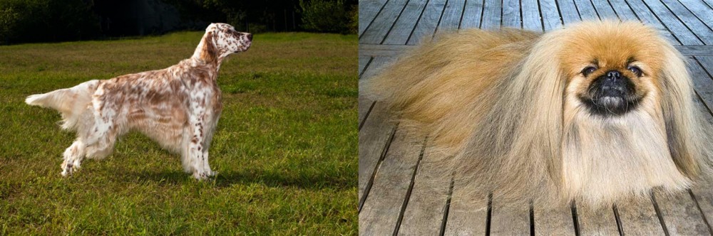 Pekingese vs English Setter - Breed Comparison