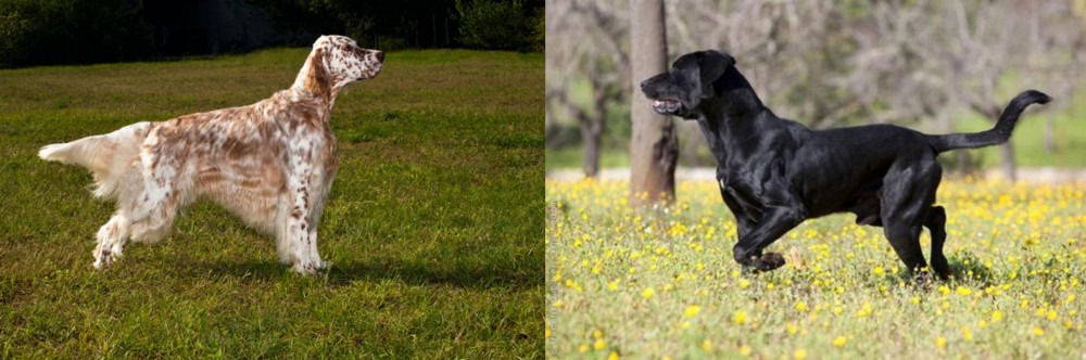 Perro de Pastor Mallorquin vs English Setter - Breed Comparison