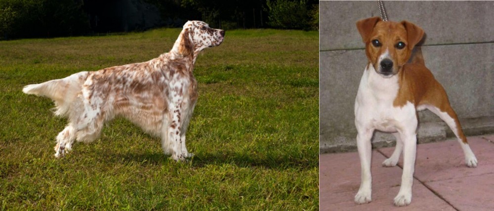 Plummer Terrier vs English Setter - Breed Comparison
