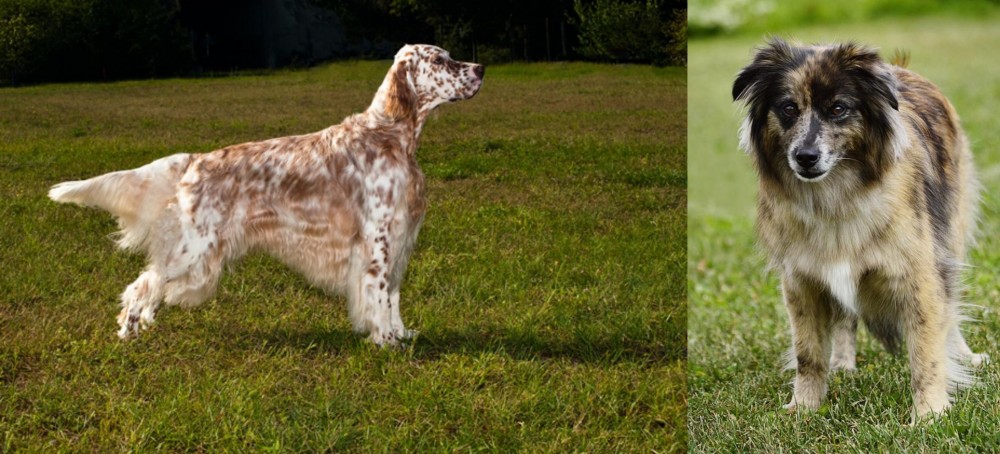 Pyrenean Shepherd vs English Setter - Breed Comparison