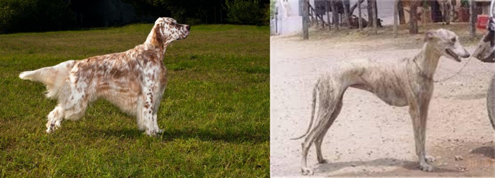 Rampur Greyhound vs English Setter - Breed Comparison