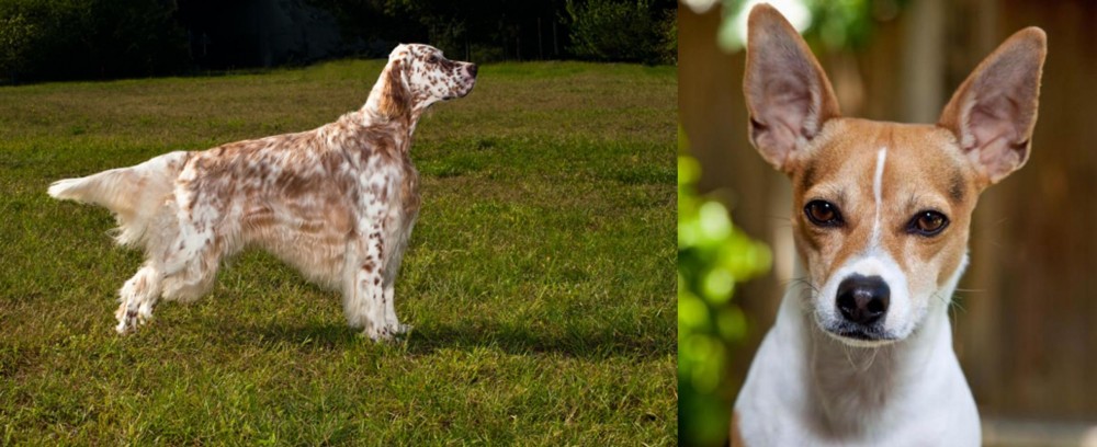 Rat Terrier vs English Setter - Breed Comparison