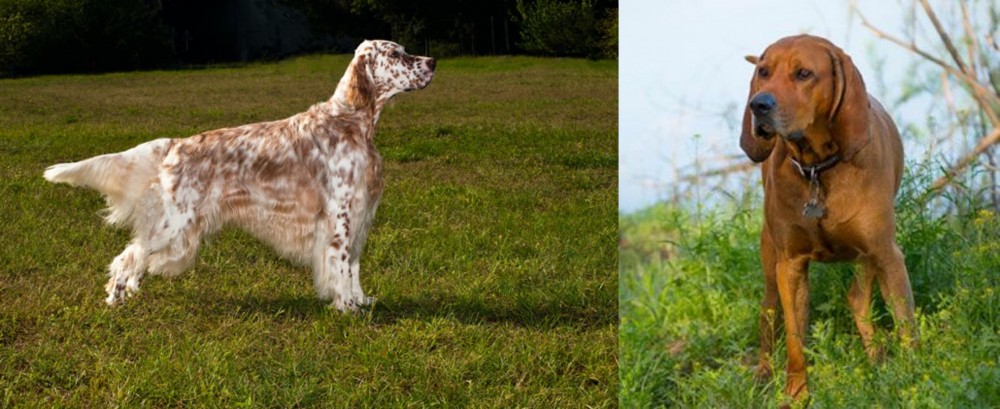 Redbone Coonhound vs English Setter - Breed Comparison