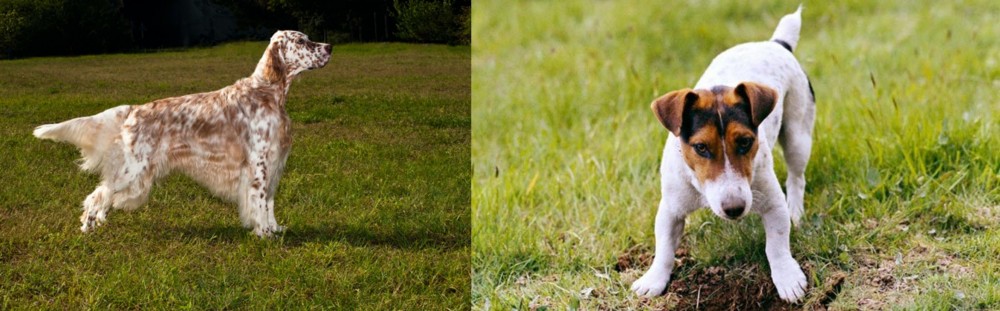 Russell Terrier vs English Setter - Breed Comparison