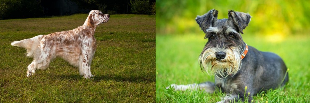 Schnauzer vs English Setter - Breed Comparison