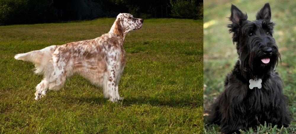 Scoland Terrier vs English Setter - Breed Comparison