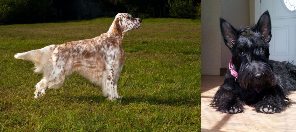 Scottish Terrier vs English Setter - Breed Comparison