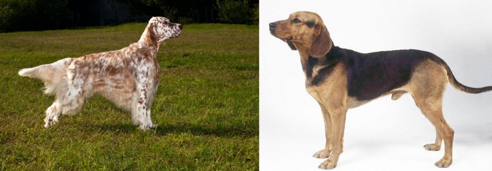 Serbian Hound vs English Setter - Breed Comparison