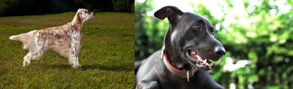 Shepard Labrador vs English Setter - Breed Comparison