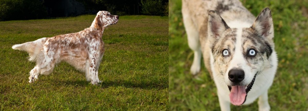 Shepherd Husky vs English Setter - Breed Comparison