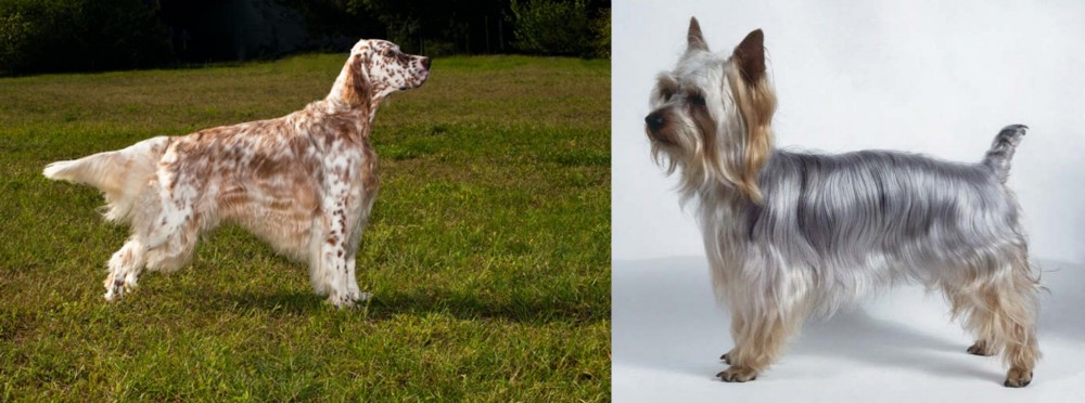 Silky Terrier vs English Setter - Breed Comparison