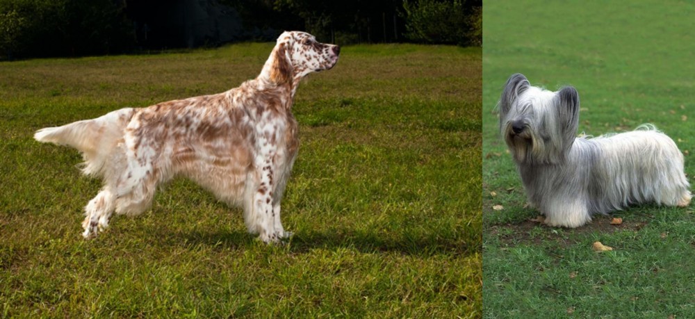 Skye Terrier vs English Setter - Breed Comparison