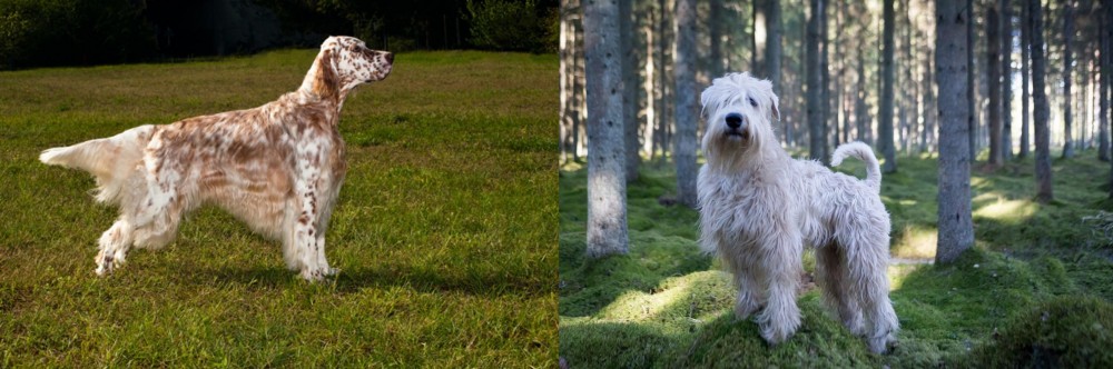 Soft-Coated Wheaten Terrier vs English Setter - Breed Comparison