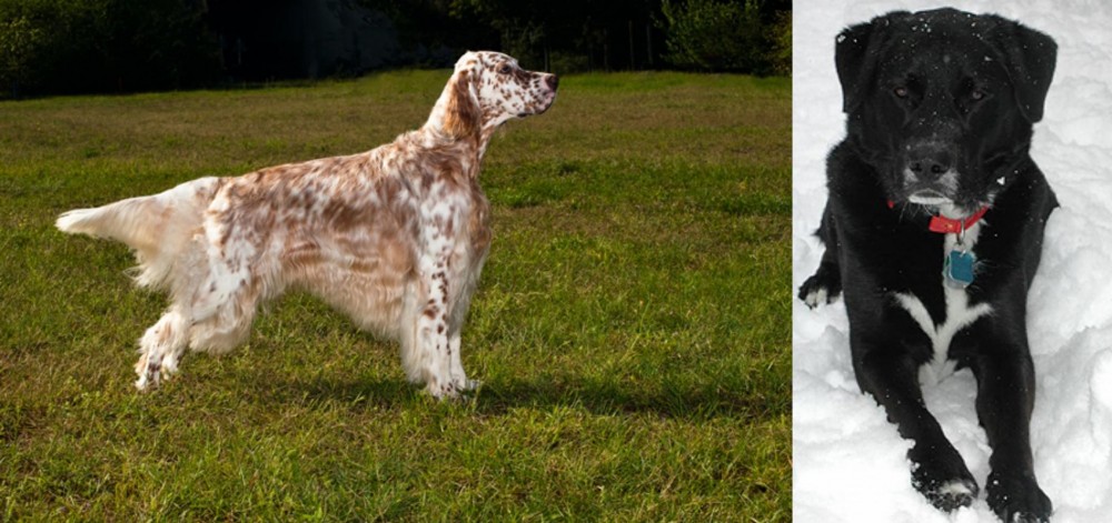 St. John's Water Dog vs English Setter - Breed Comparison