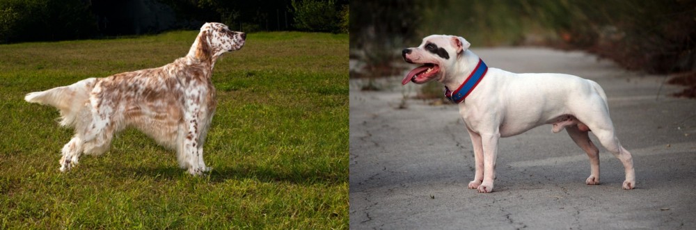 Staffordshire Bull Terrier vs English Setter - Breed Comparison