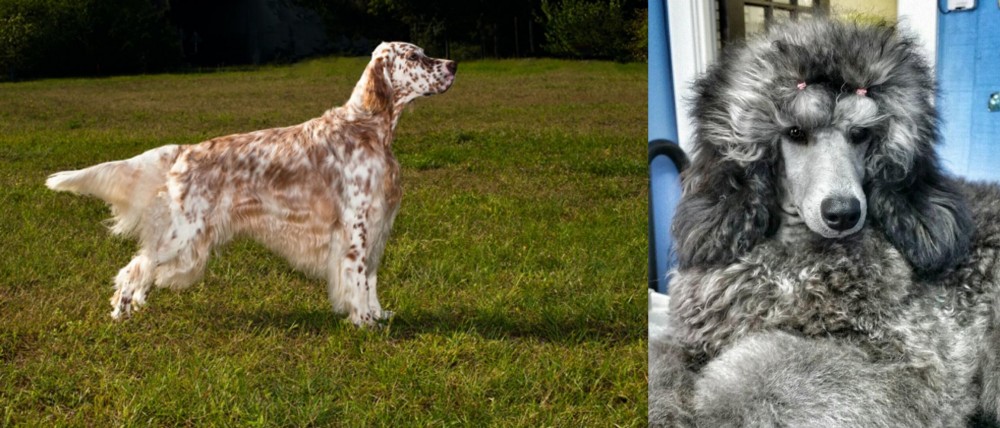 Standard Poodle vs English Setter - Breed Comparison