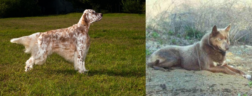 Tahltan Bear Dog vs English Setter - Breed Comparison