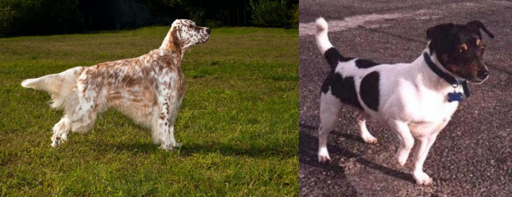 Teddy Roosevelt Terrier vs English Setter - Breed Comparison