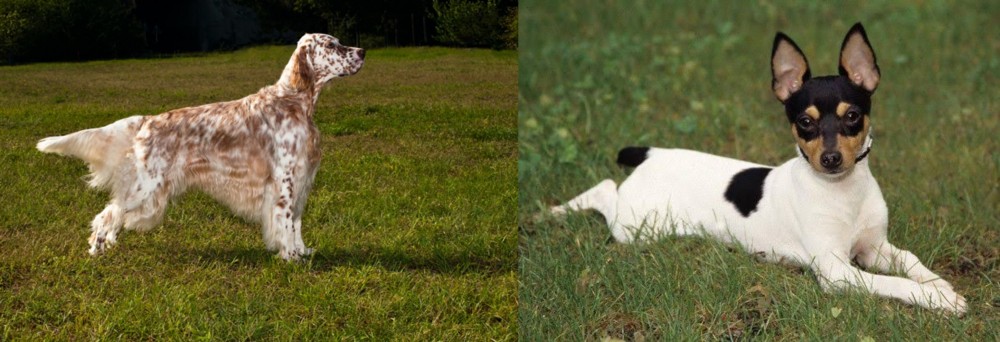 Toy Fox Terrier vs English Setter - Breed Comparison