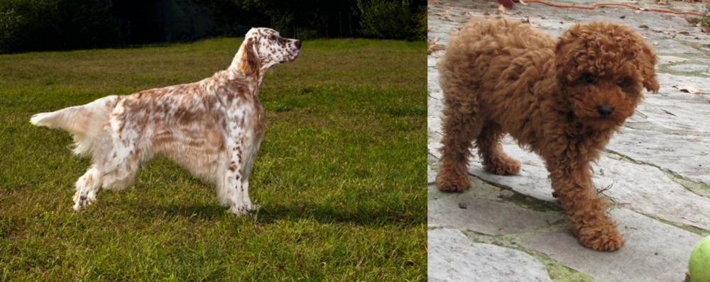 Toy Poodle vs English Setter - Breed Comparison