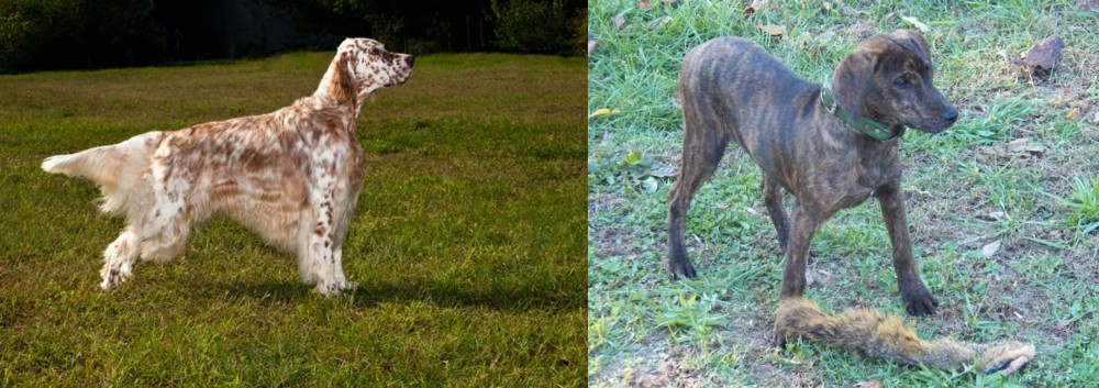Treeing Cur vs English Setter - Breed Comparison