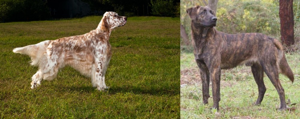 Treeing Tennessee Brindle vs English Setter - Breed Comparison
