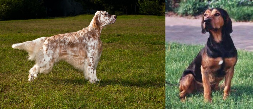 Tyrolean Hound vs English Setter - Breed Comparison