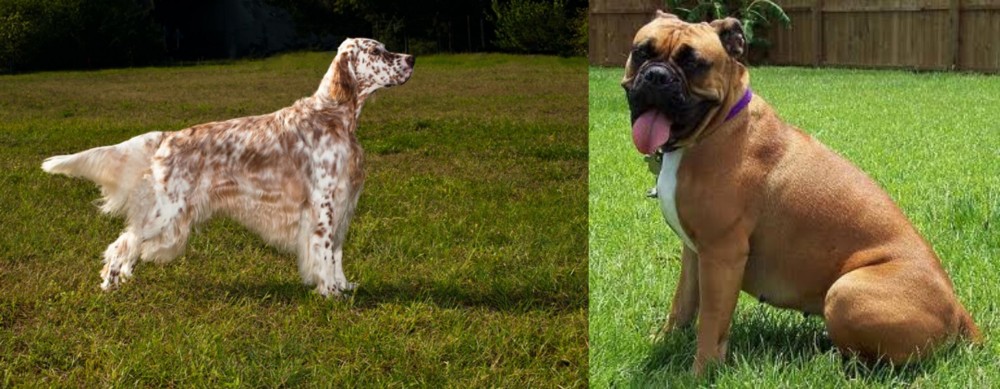 Valley Bulldog vs English Setter - Breed Comparison